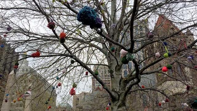 Finding Spring in the City: The Blooming of the Pom-pom Tree