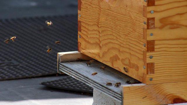 Bee Sustainable: Fulton Hive Raises Awareness of Environmental Issues