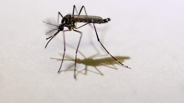 The Implications of Zika and American Abortion Law