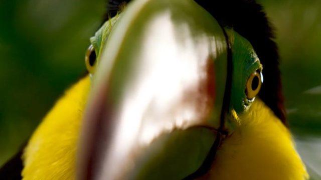 'Planet Earth II' Details the Cinematic Beauty of Life on this Marvelous Planet