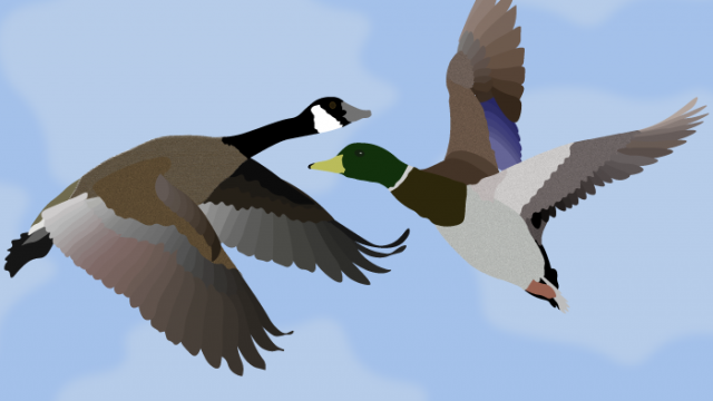Duck Duck Goose: TU/TD