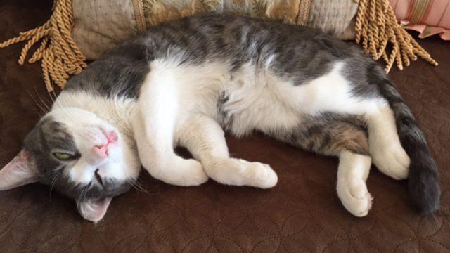 PURR Cat Café to Become Boston's First Cat Café