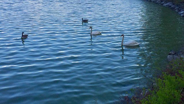 Steady as the Geese