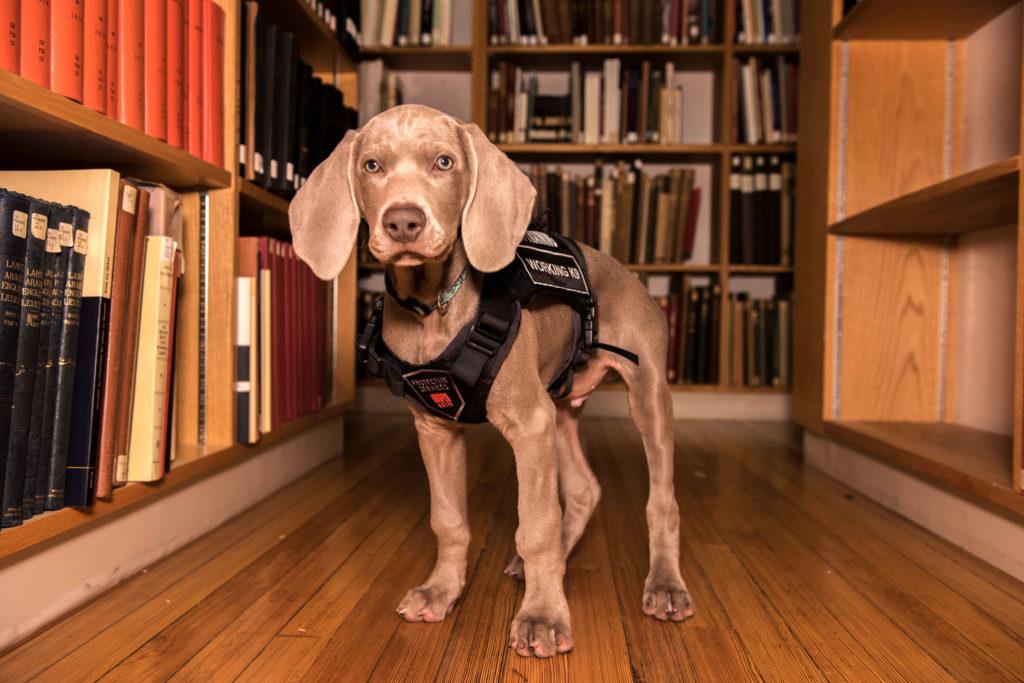 Meet Riley, MFA's Security Guard
