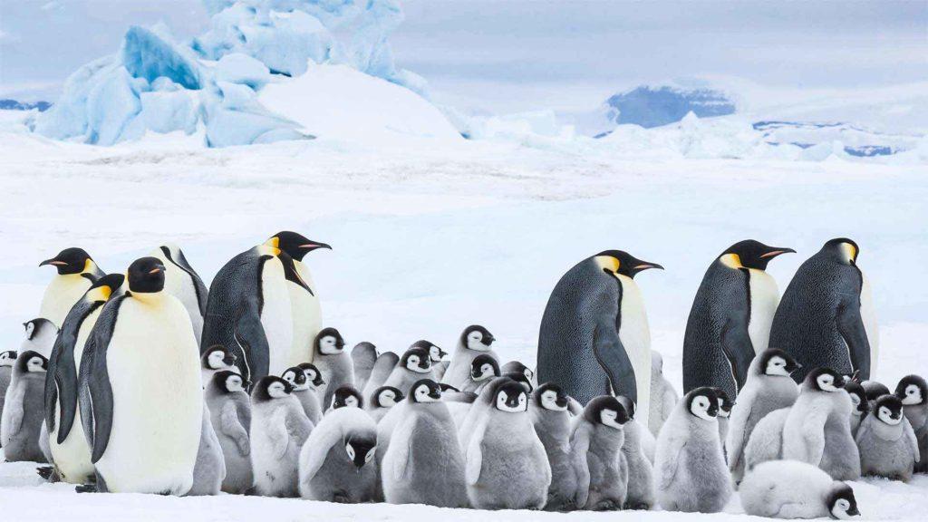 'March of the Penguins 2' Takes a Step Back