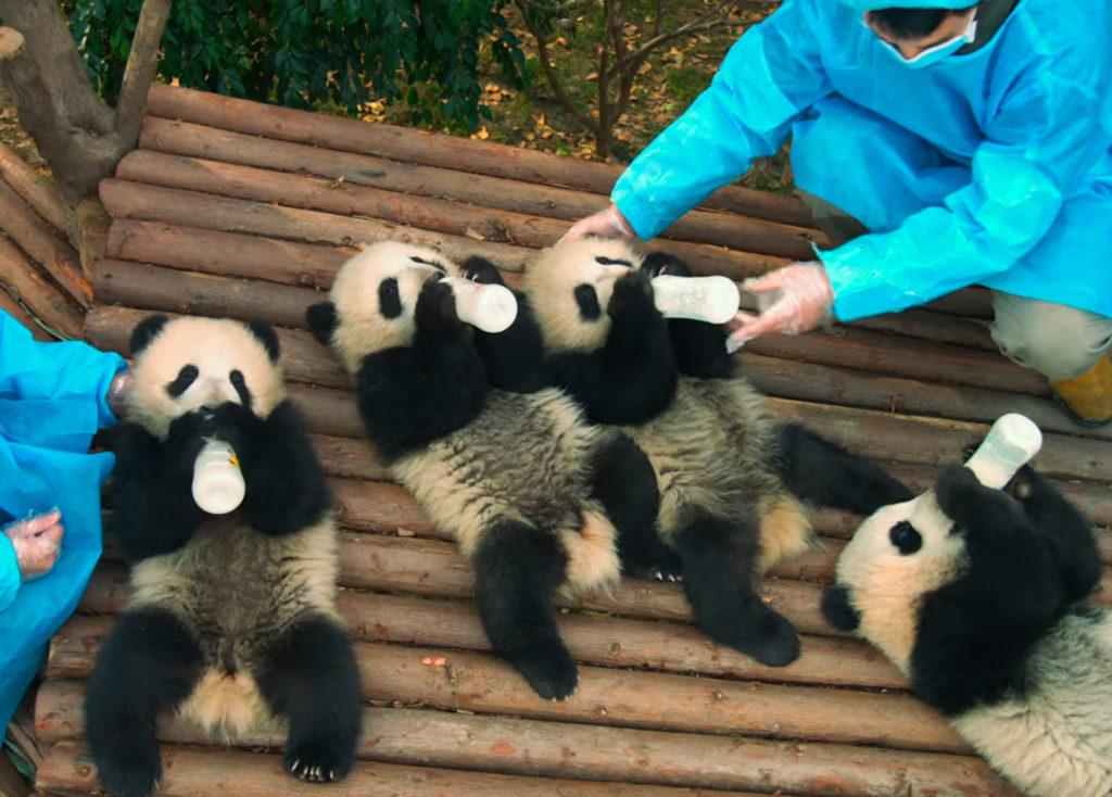 Pandas