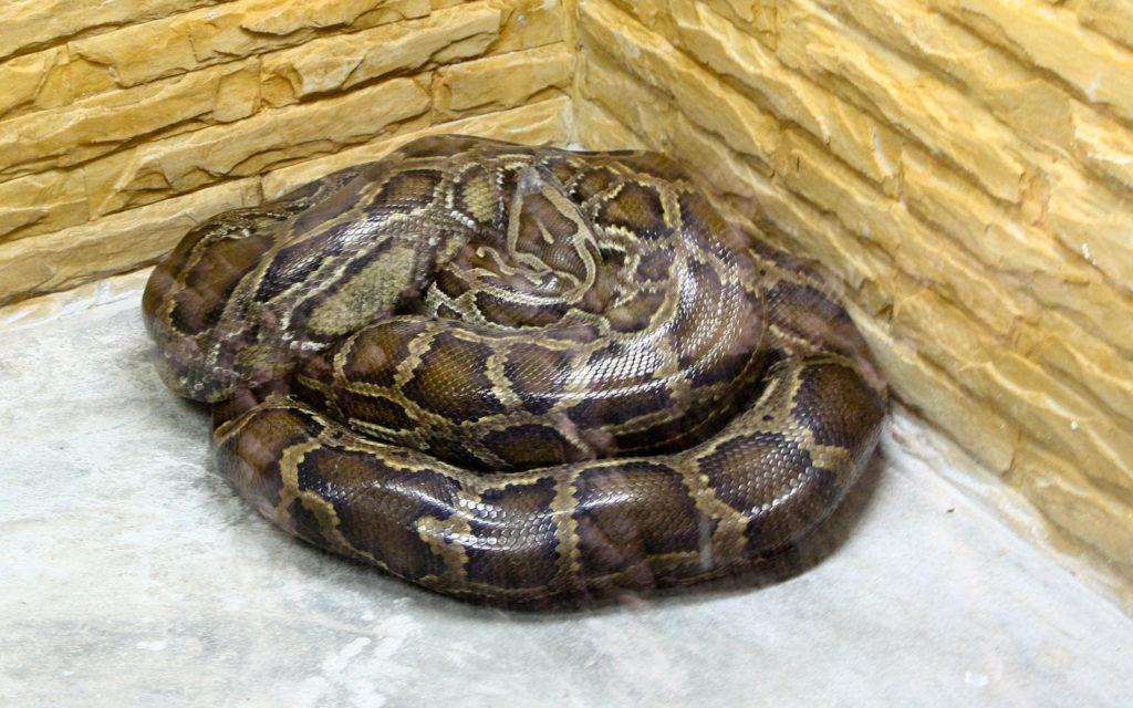 Update: Python on the Loose in Newton