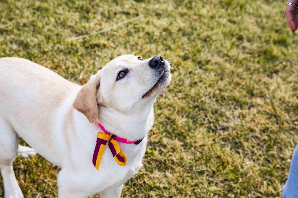 'BC's New Mascot' Takes Social Media by Storm