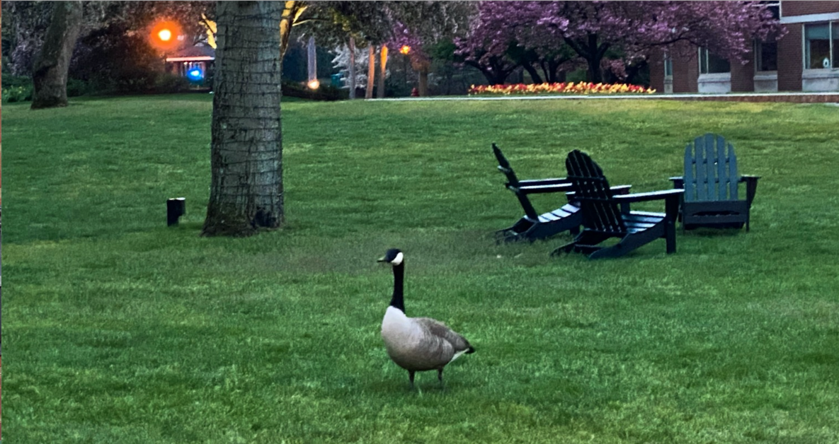 The Goose: “Newton’s Biggest Menace” Terrorizes Students