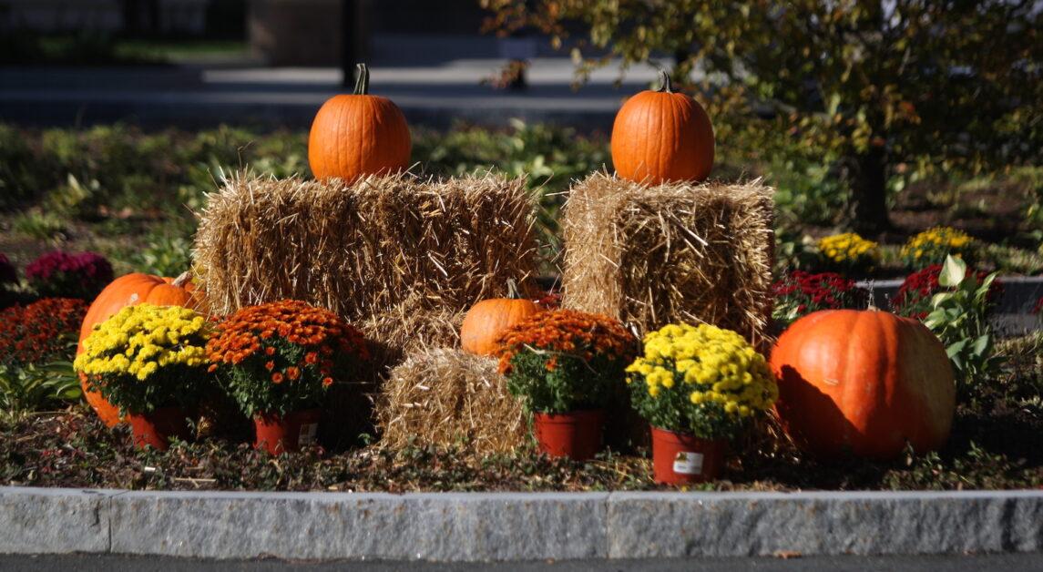 The Heights set out to discover how Newton residents will be spending their Halloween. (Alina Chen / For the Heights)