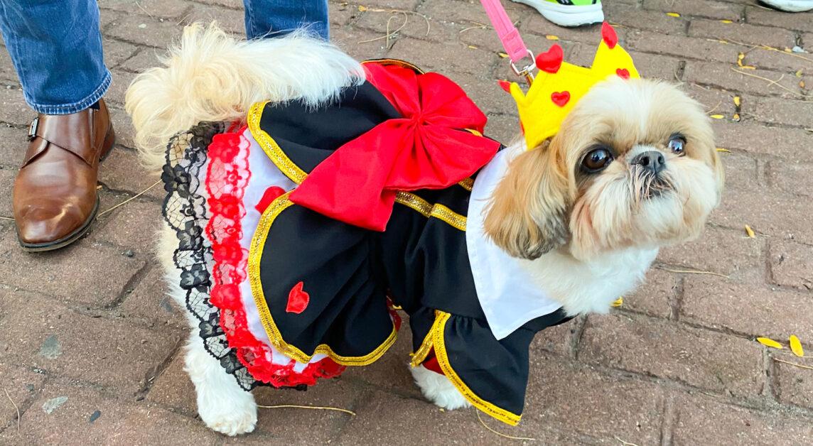 The costume contest at Baramor restaurant in Newton Centre benefitted canine charities. (Norah Omar / For the Heights)
